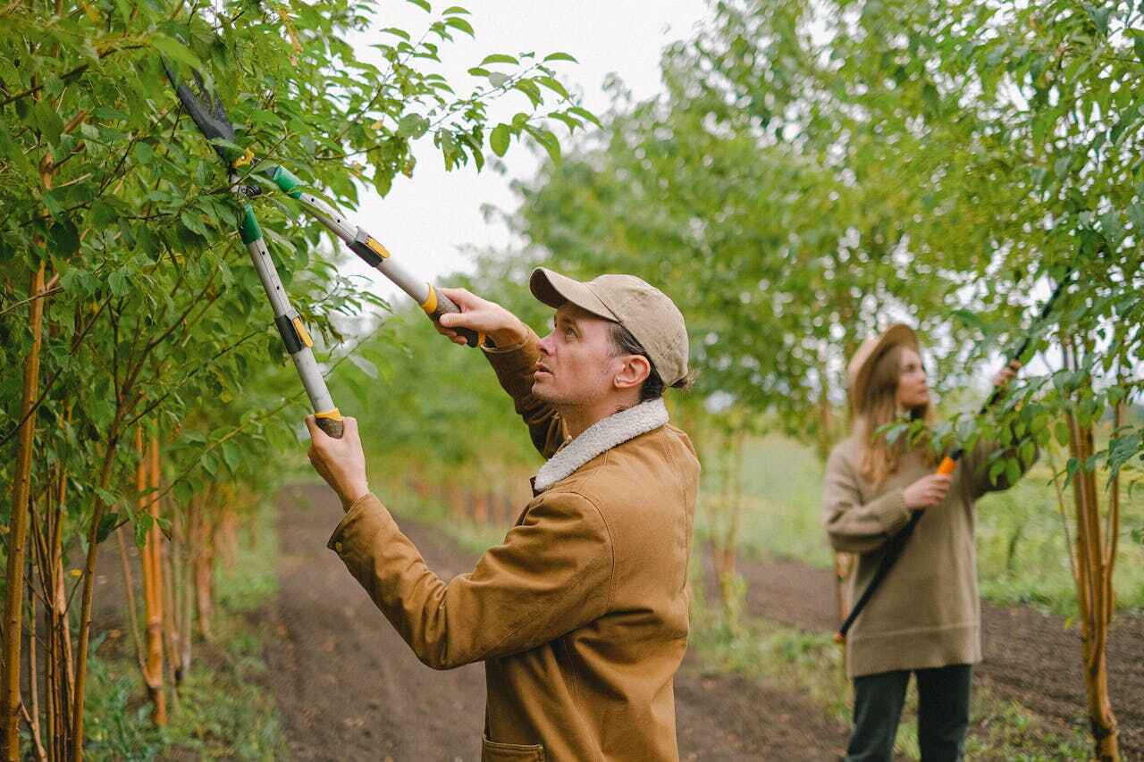 The Steps Involved in Our Tree Care Process in Lexington, TN